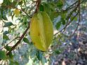 Starfruit (Carambola) 